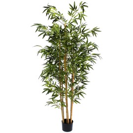 ARBOL BAMBU