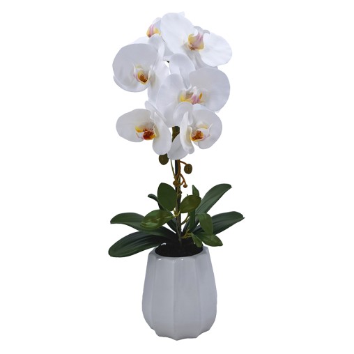 PHALENOPSIS-PFLANZE MIT KERAMIKTOPF